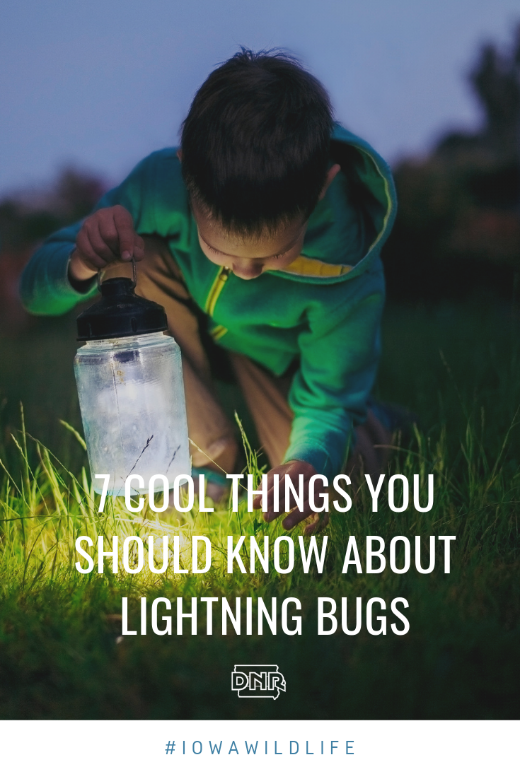 Lightning bugs, fireflies, glow worms — no matter what you call them, here are7 things to know about these special summertime insects  |  Iowa DNR